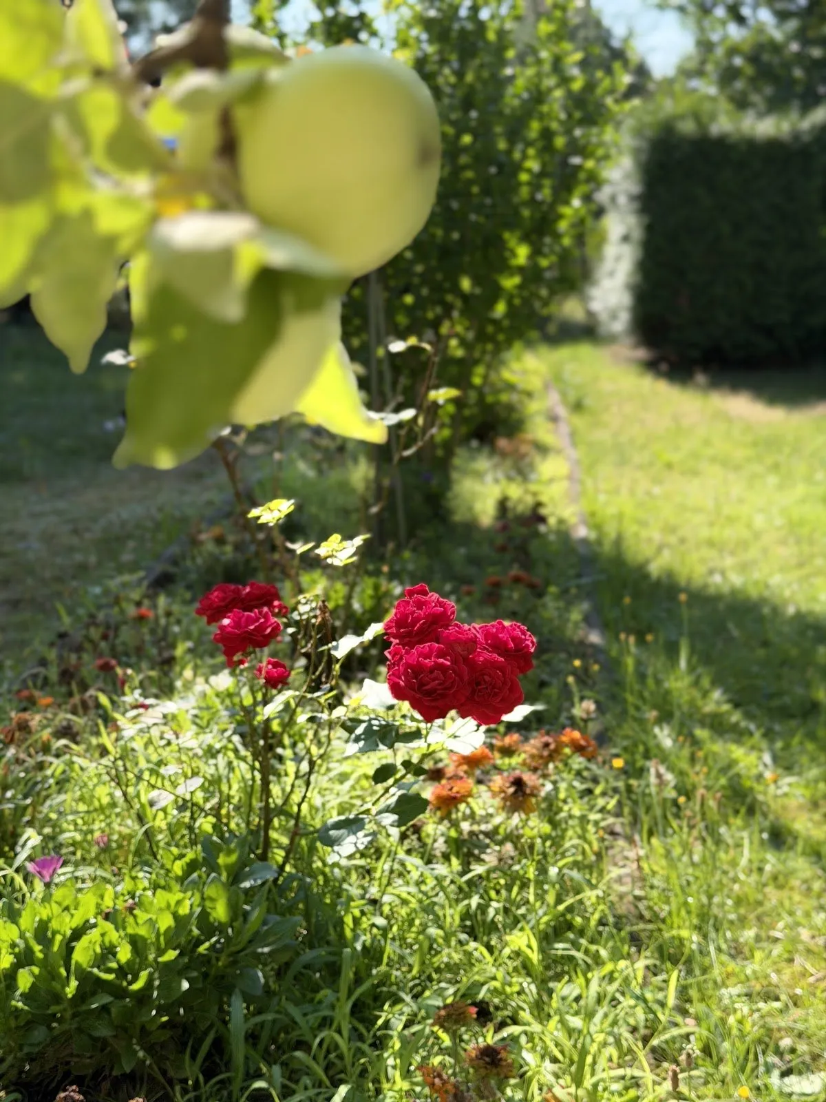Blühende rote Rosen und reifende Früchte in einem gepflegten Garten