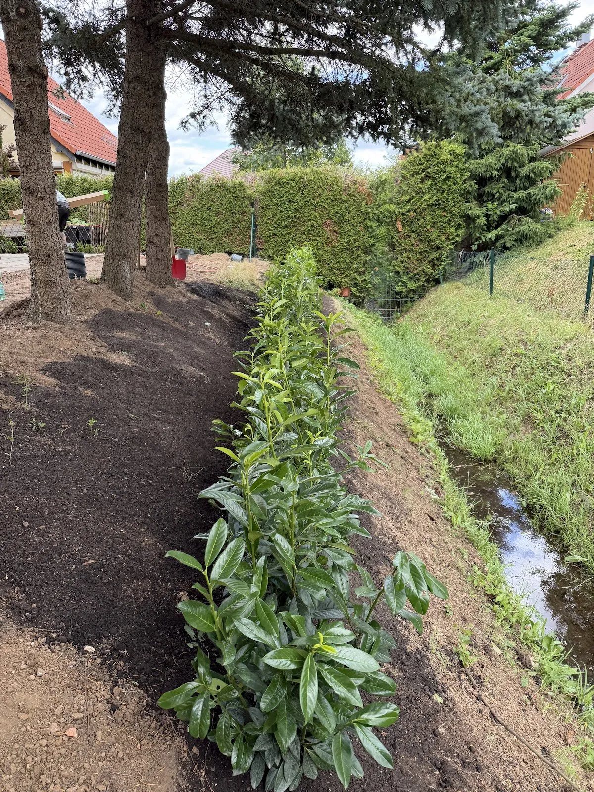 Frisch gepflanzte Kirschlorbeer-Hecke entlang einer Böschung