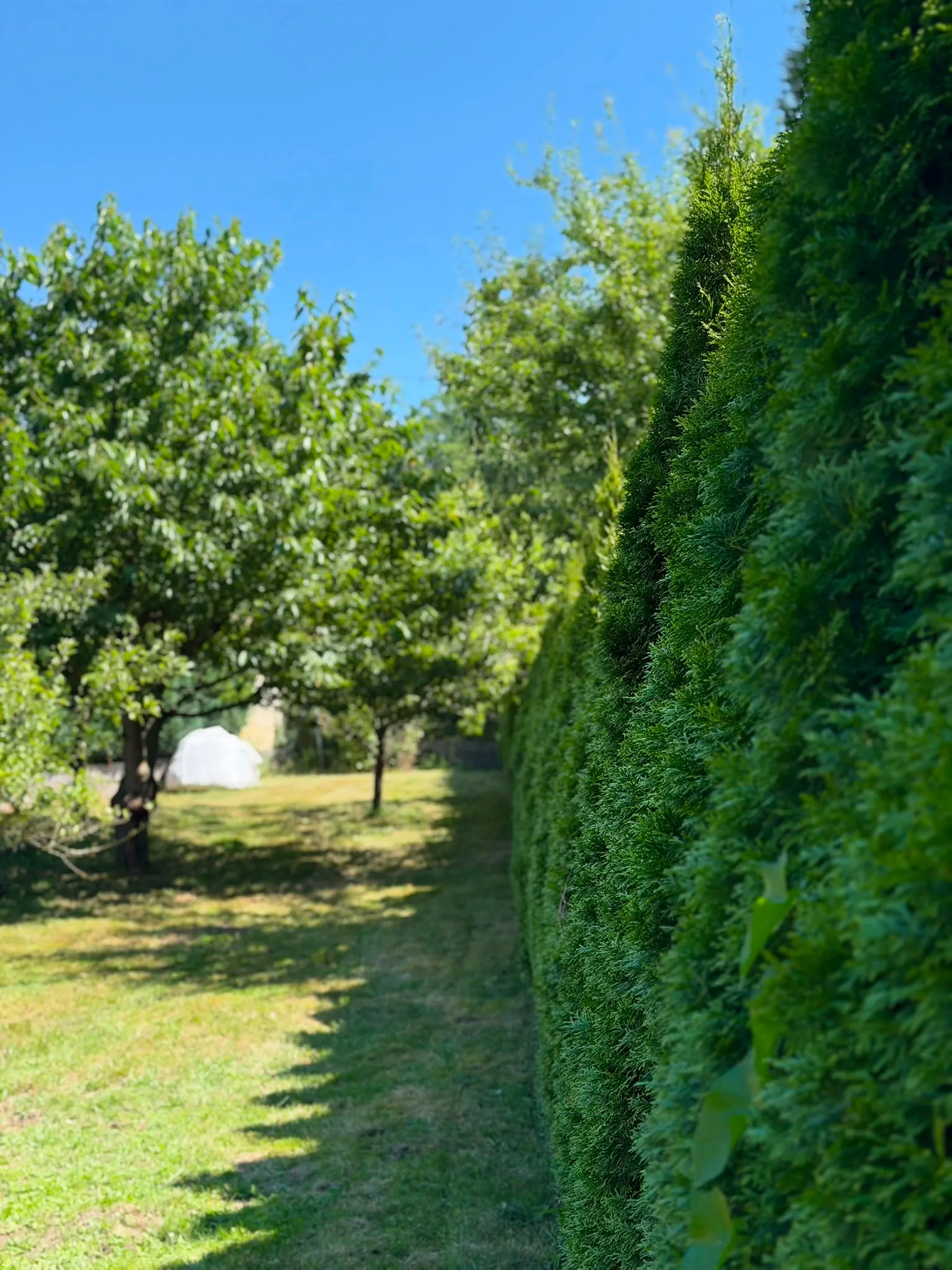Lange, exakt geschnittene Thuja-Hecke bei Sonnenschein